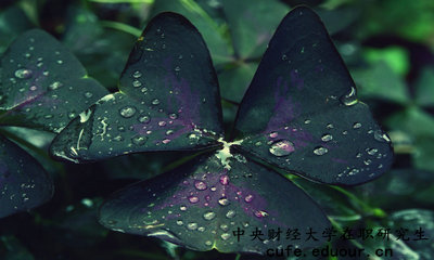 中央財(cái)經(jīng)在職研究生怎么報(bào)名？